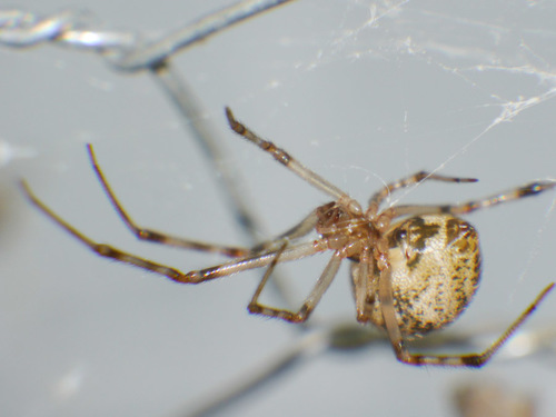 Parasteatoda tepidarorum (Theridiidae) venom