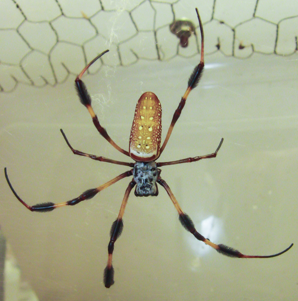 Golden Silk Spider – Nephila clavipes